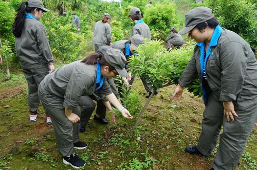 叶莉：龙岩分公司女工委开展树木义务施肥活动1.jpg